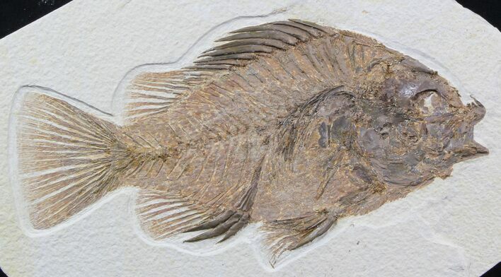 Large, Priscacara Fossil Fish - Wyoming #48596